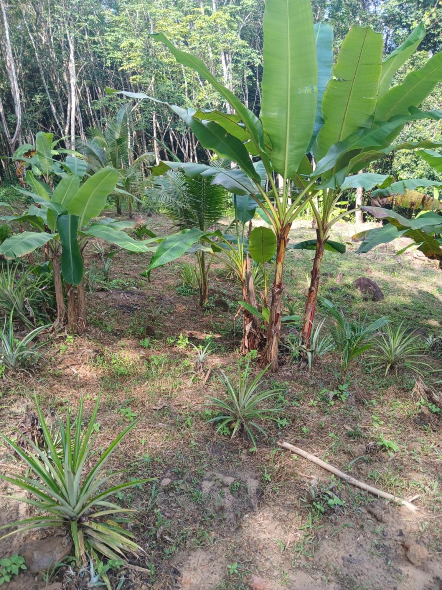 ホテル Pineapple Gardens Ko Kut エクステリア 写真